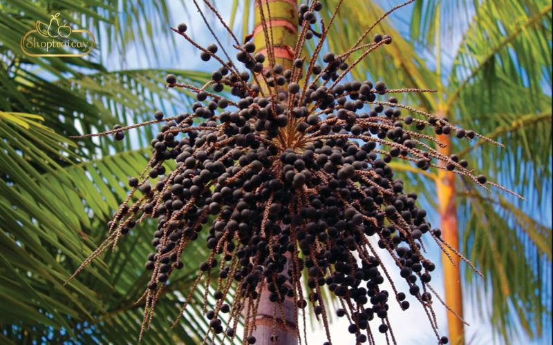 Acai là loại cây thuộc họ cọ