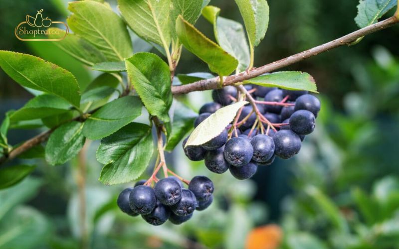 Chúng ta có thể dùng quả Aronia với nhiều các thức khác nhau