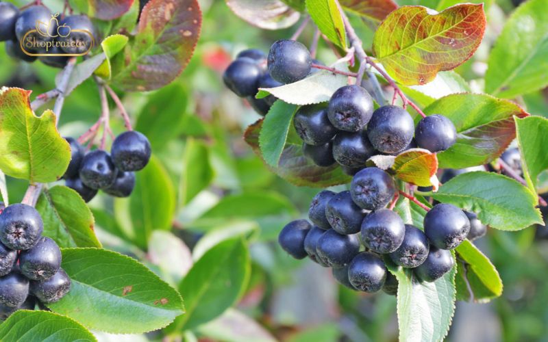 Quả Aronia hay còn được gọi với cái tên khác là Chokeberry