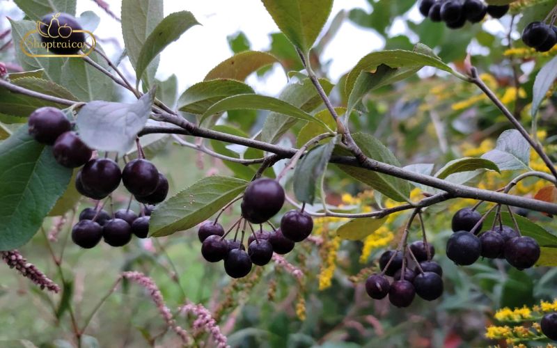 Sử dụng đúng cách trái Aronia để hỗ trợ sức khoẻ tốt hơn