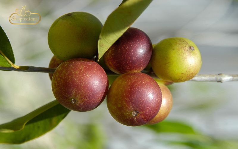 Camu Camu Berry loại quả nhỏ nhưng có võ